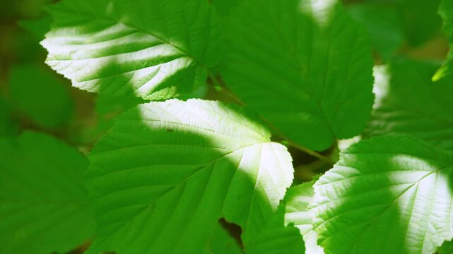 Overlapping broad deciduous leaves fill tight angled close-up while shifting sunfleck moves across surfaces, creating bright lime highlights, deeper shade, rich texture