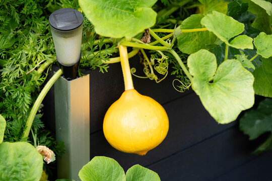 Hokkaido K&uuml;rbis cucurbita maxima aus dem eigenen Garten f&uuml;r eine pikante K&uuml;rbissuppe