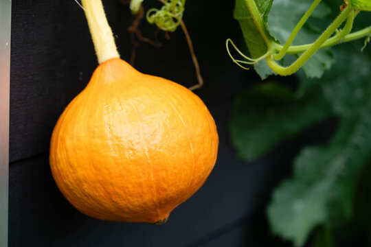 Hokkaido K&uuml;rbis cucurbita maxima aus dem eigenen Garten f&uuml;r eine pikante K&uuml;rbissuppe