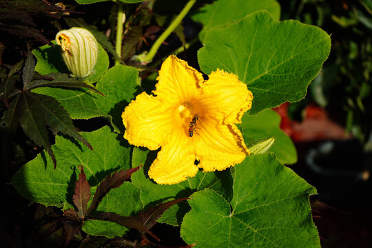 Hokkaido K&uuml;rbis cucurbita maxima aus dem eigenen Garten f&uuml;r eine pikante K&uuml;rbissuppe