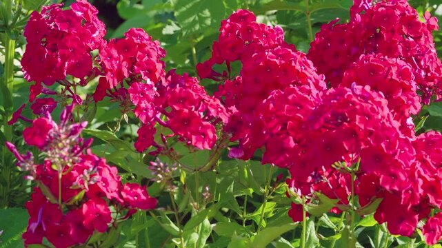 Close-up of dense magenta-red phlox clusters filling foreground and midground, showing rounded flower heads, intertwined thin stems, and lanceolate green leaves