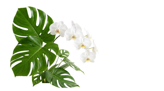 Tropical white orchid flowers with green monstera leaves, exotic floral arrangement, botanical spa and wellness composition isolated PNG with Transparent Background