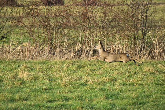 Jumping roe deer running across a green meadow in dynamic motion