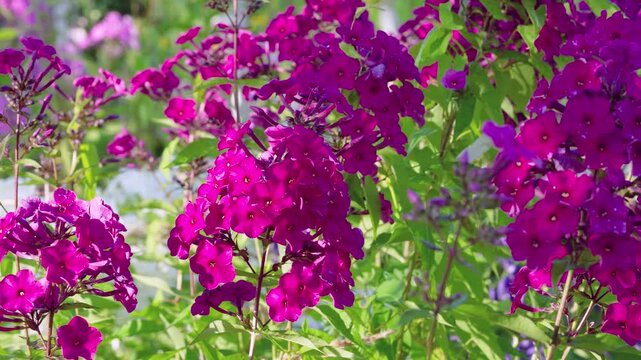 Close-up motion of magenta phlox clusters in sunlit garden showing gentle breeze moving petals and thin stems, central cluster remains focal while peripheral blooms and