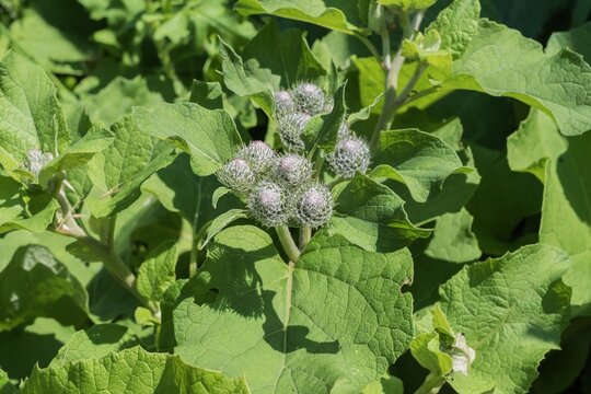 Wild burdock plant with clustered spiny flower buds and broad green leaves growing outdoors in summer