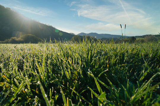 Dewy green meadow in the morning back lighting before mountains.
