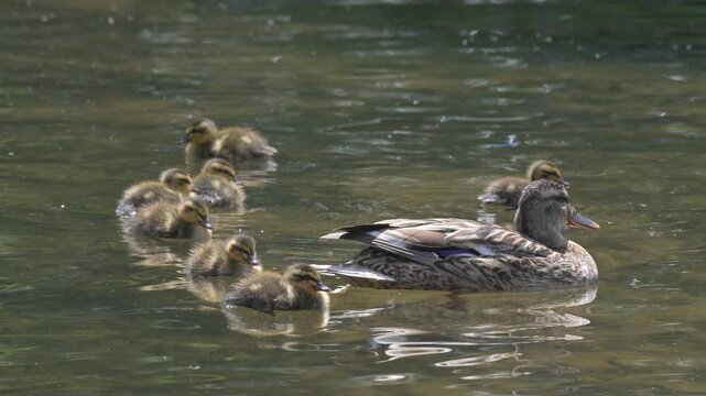 Mallard Duck (Anas platyrhynchos) female with very young ducklings and damselflies flying around. July, Kent, UK. [Slow motion x4]