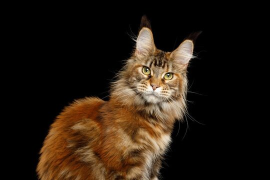 Orange tabby Maine Coon cat sitting and staring directly at camera isolated on black background