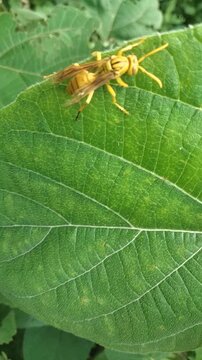 wasp on leaf