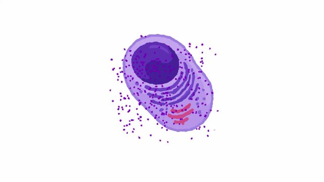 Microscopic purple animal cell anatomy diagrams on white background