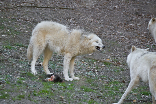 White wolf aggressively defending prey against pack members.