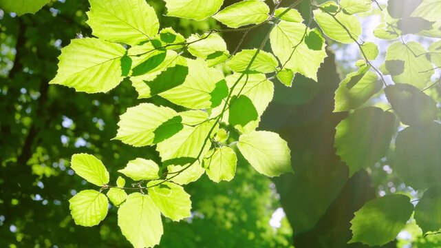Low-angle motion showing sunlit green deciduous leaves on thin diagonal branch, backlighting revealing translucent veins, serrated edges, and rim highlights while