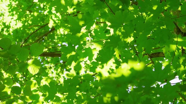 Upward oblique shot of dense deciduous canopy filled with overlapping maple and rounded broadleaf leaves backlit by strong sunlight, gentle leaf sway produces subtle