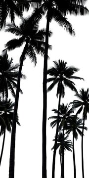 Tall black palm trees stand side by side against a pure white background, evoking a sense of serenity and tropical tranquility, serene, palm