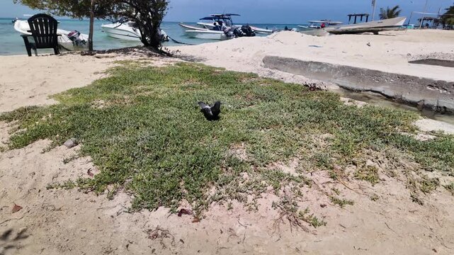 Pigeon navigates through lush patch of pirijillo, succulent beach vegetation like sea purslane. Sunny tropical shore, with white sand and several boats anchored in turquoise waters in the background