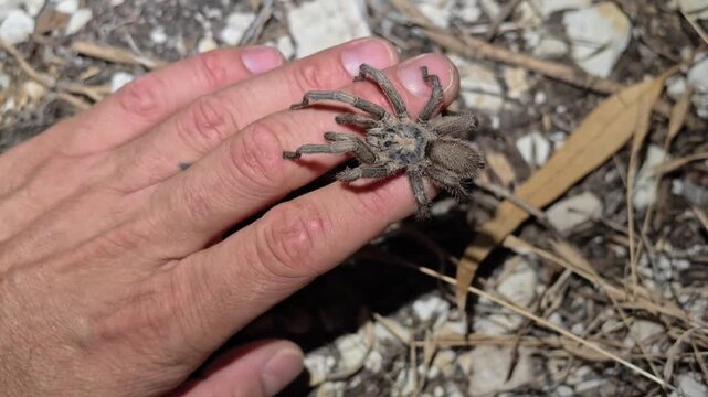 Tarantula Chaetopelma Olivaceum Walking Across The Back Of A Hand On The Ground