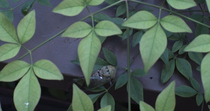 Cicada nestled among green leaves in Austin, Texas, creating a natural close-up of insect life and summer foliage for wildlife and nature content.