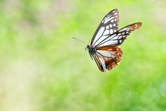 小さい体で長距離を移動するアサギマダラ(Chestnut Tiger Butterfly)