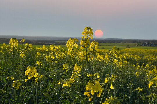 Rapeseed Field in the Evening Sun.