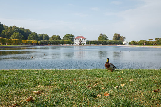Mallard duck standing on grass in foreground of park pond with historic Marly palace and reflections in background, Peterhof landscape scene