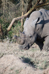 rhino in the grass © Herbert