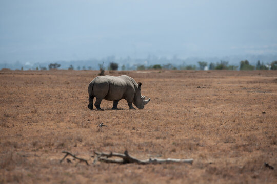 Rhino in the African Savannah