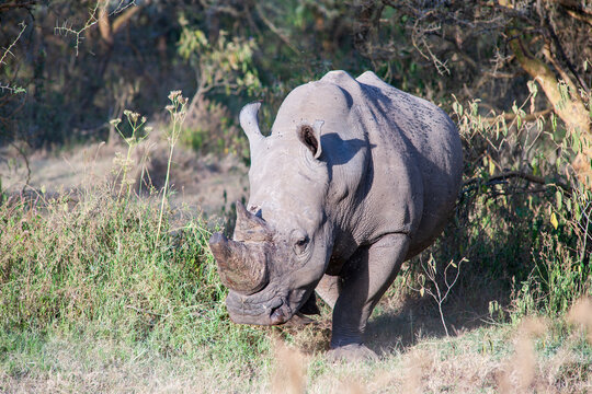 rhino in the grass