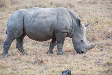 Rhino in the African Savannah © Herbert