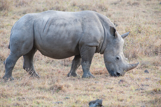 Rhino in the African Savannah
