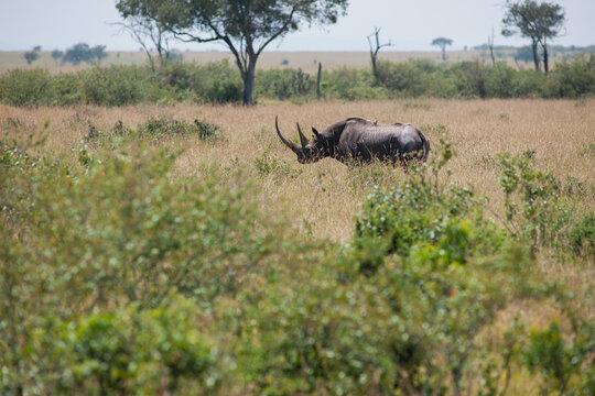 Rhino in the African Savannah