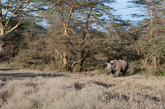Rhino in the African Savannah