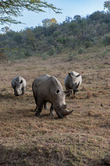 Fototapeta premium rhino in the wild