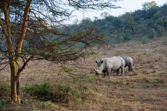 Rhino in the African Savannah