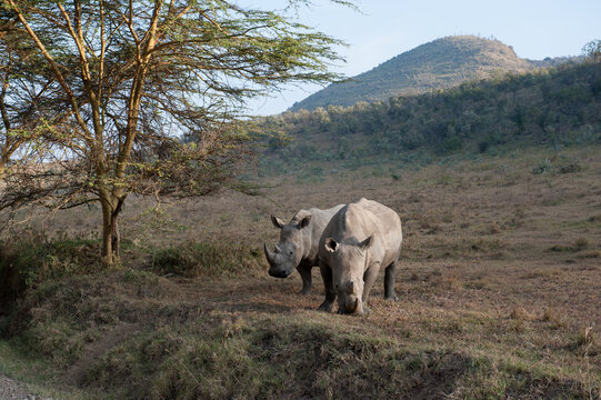 rhino in the savannah