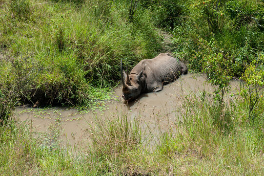 Rhino in the African Savannah