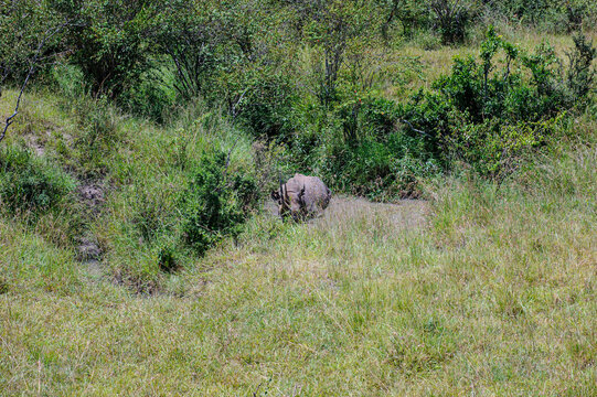Rhino in the African Savannah