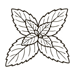 Fresh Mint Leaves Line Art - Aromatic Basil Leaf Vector Illustration for Mojito Cocktail Menus, Herbal Tea Logos, and Food Packaging © LINER