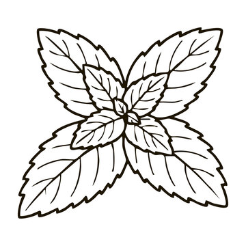 Fresh Mint Leaves Line Art - Aromatic Basil Leaf Vector Illustration for Mojito Cocktail Menus, Herbal Tea Logos, and Food Packaging