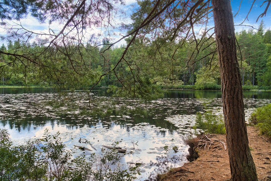 Pine Tree at Shore of Idyllic Forest Lake with Water Lilies