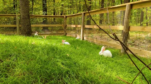 White New Zealand rabbits grazing on fresh green grass inside a zoo enclosure. Domestic albino bunnies resting in a sunny outdoor paddock at a rural farm petting zoo.