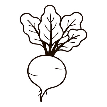 Fresh Beetroot Root Line Art - Organic Beet Vector Illustration for Healthy Smoothie Menus, Farm Market Branding, and Food Packaging