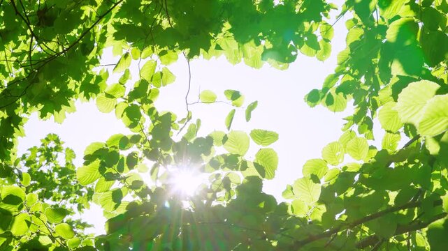Low-angle view through dense green tree canopy toward bright midday sun, with strong backlight, starburst glow, soft lens flare, translucent leaves, and natural forest