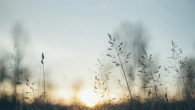 Wild grass stalks silhouetted against a soft golden sunset sky in a field