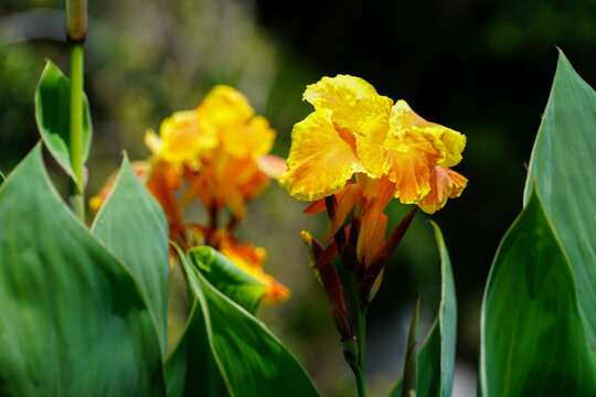 Canna Lillies 'Yellow King Humbert' against verdant green backdrop