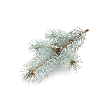 Sprig of a fir tree with dry blue-green needles lying on a white background