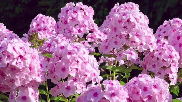 Dense clusters of pale pink phlox fill wide view with fully open five-petaled blossoms, darker magenta centers, upright green stems, glossy leaves and soft decorative