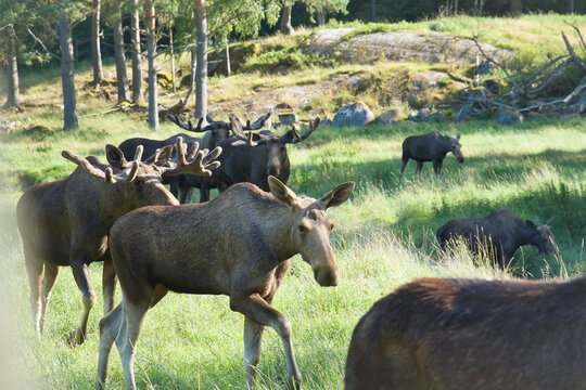 Herd of Moose in a Forest Clearing in Scandinavian Nature