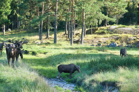 Moose by Small Stream on Green Forest Slope in Sunlight