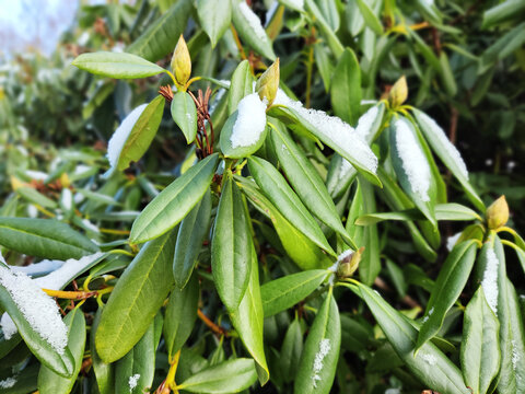 Snow on rhododendron leaves in Danish winter