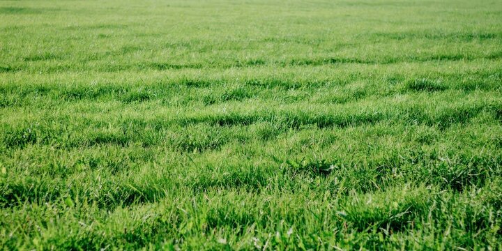 Green grass field background